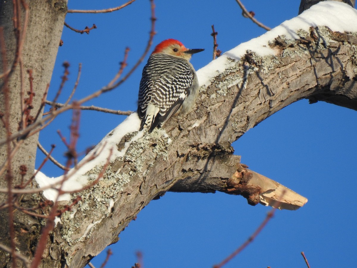 Red-bellied Woodpecker - Jacques Normand