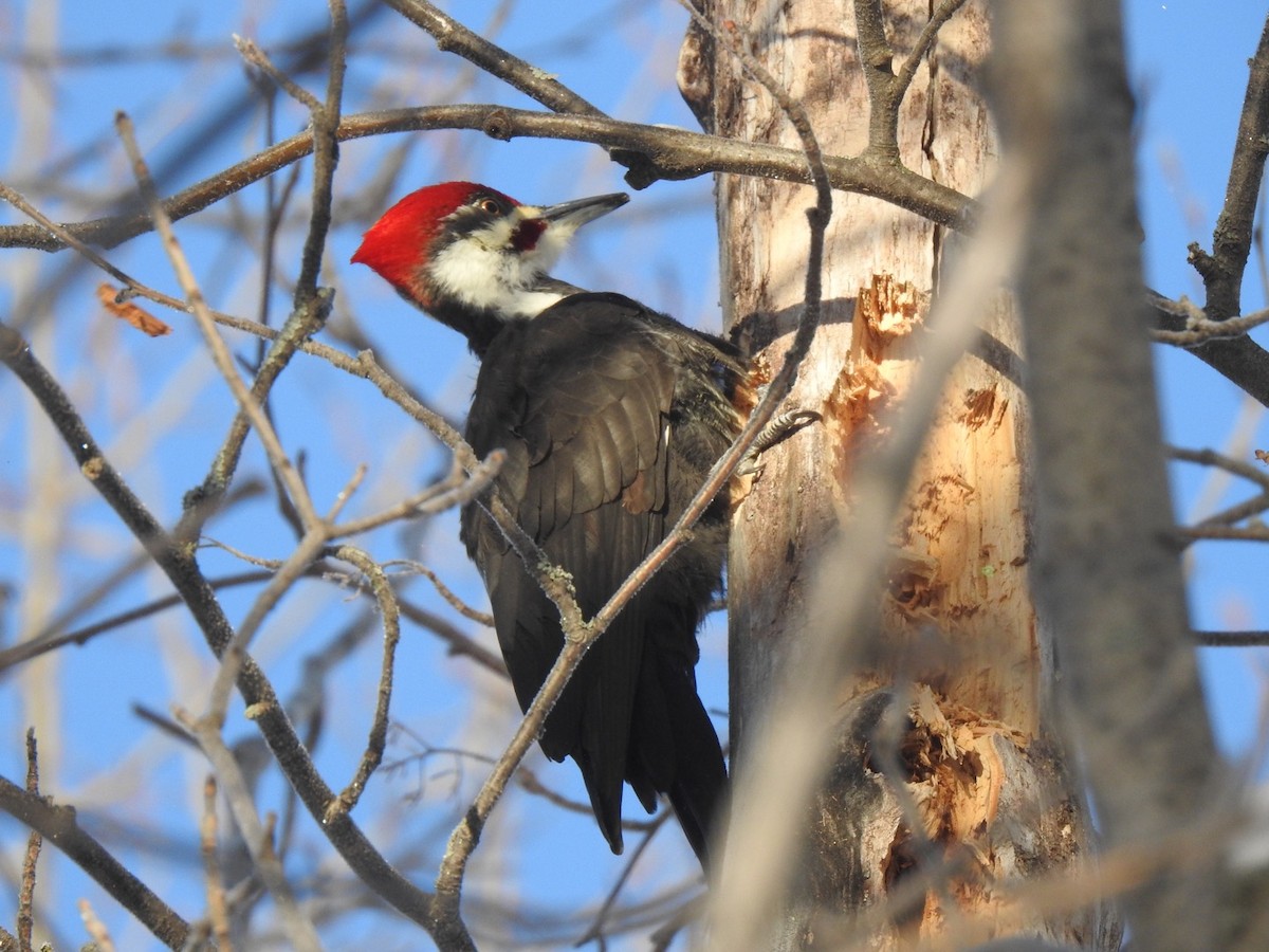 Pileated Woodpecker - Jacques Normand