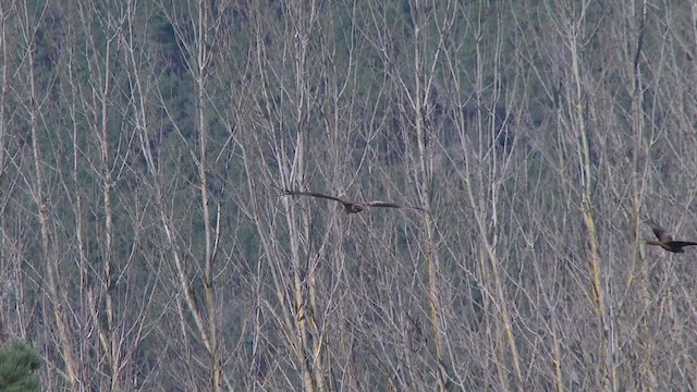 Red Kite - ML524313251