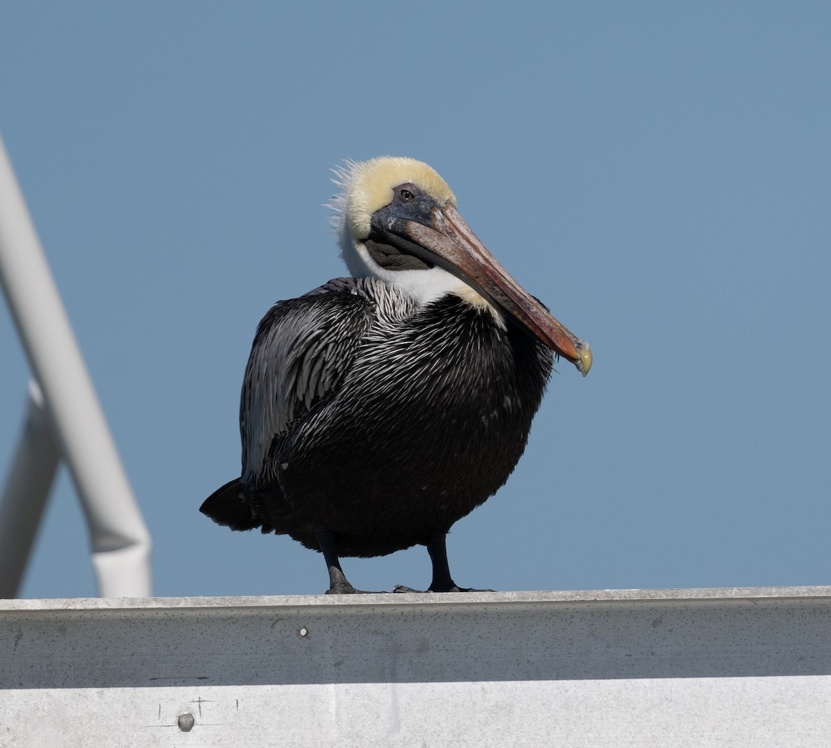 Brown Pelican - ML524314421