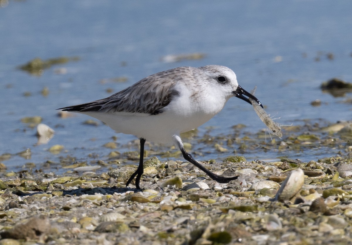 Bécasseau sanderling - ML524315291