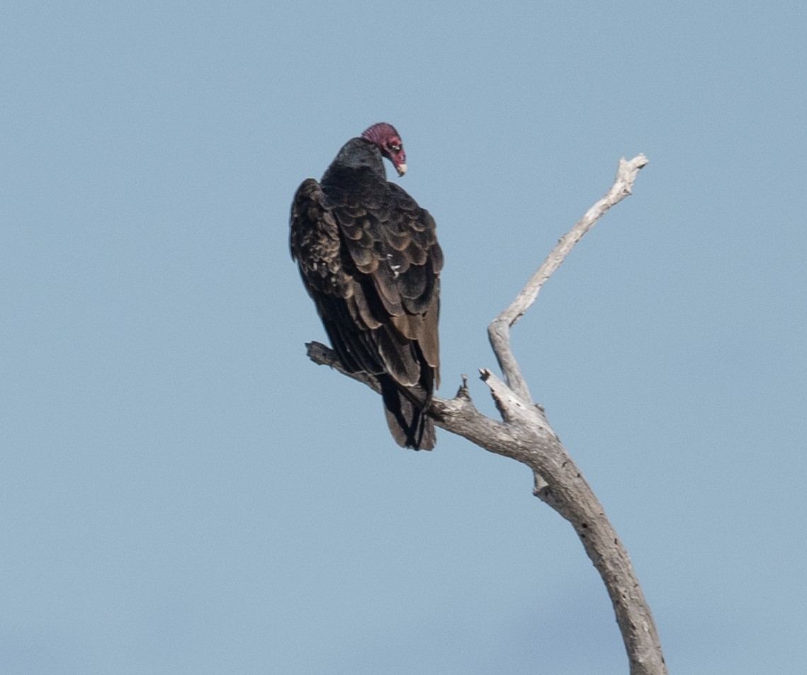 Urubu à tête rouge - ML524315391