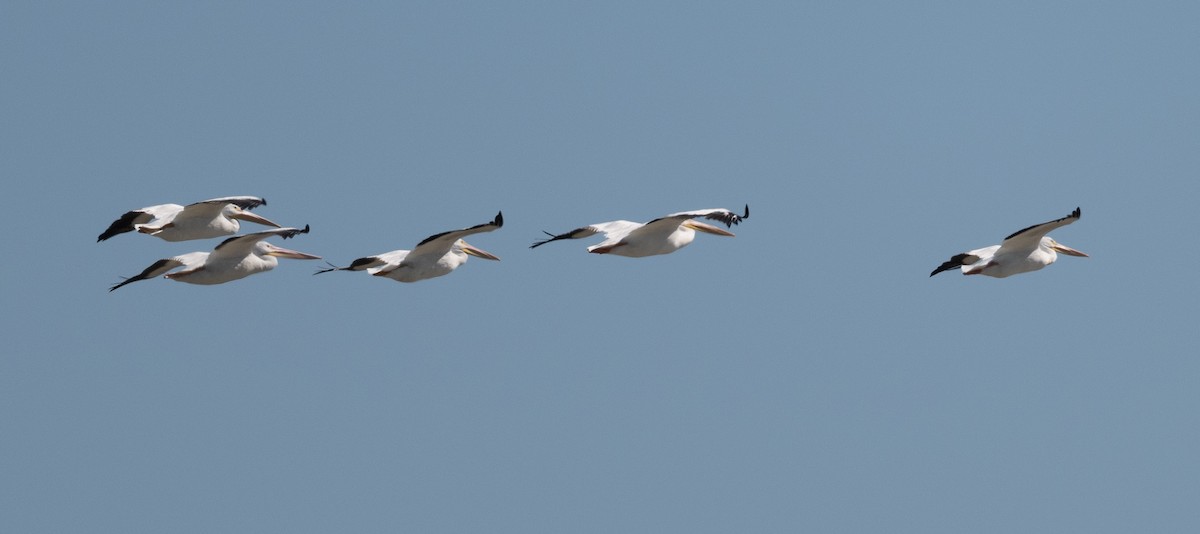 American White Pelican - Nick Winograd