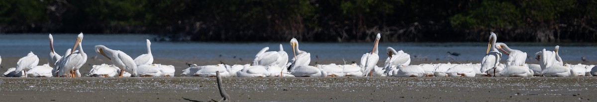 American White Pelican - ML524315471