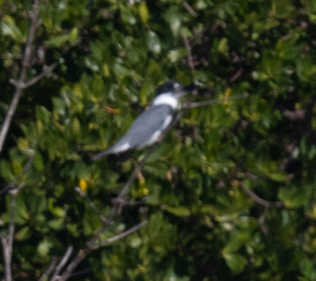 Belted Kingfisher - ML524315671