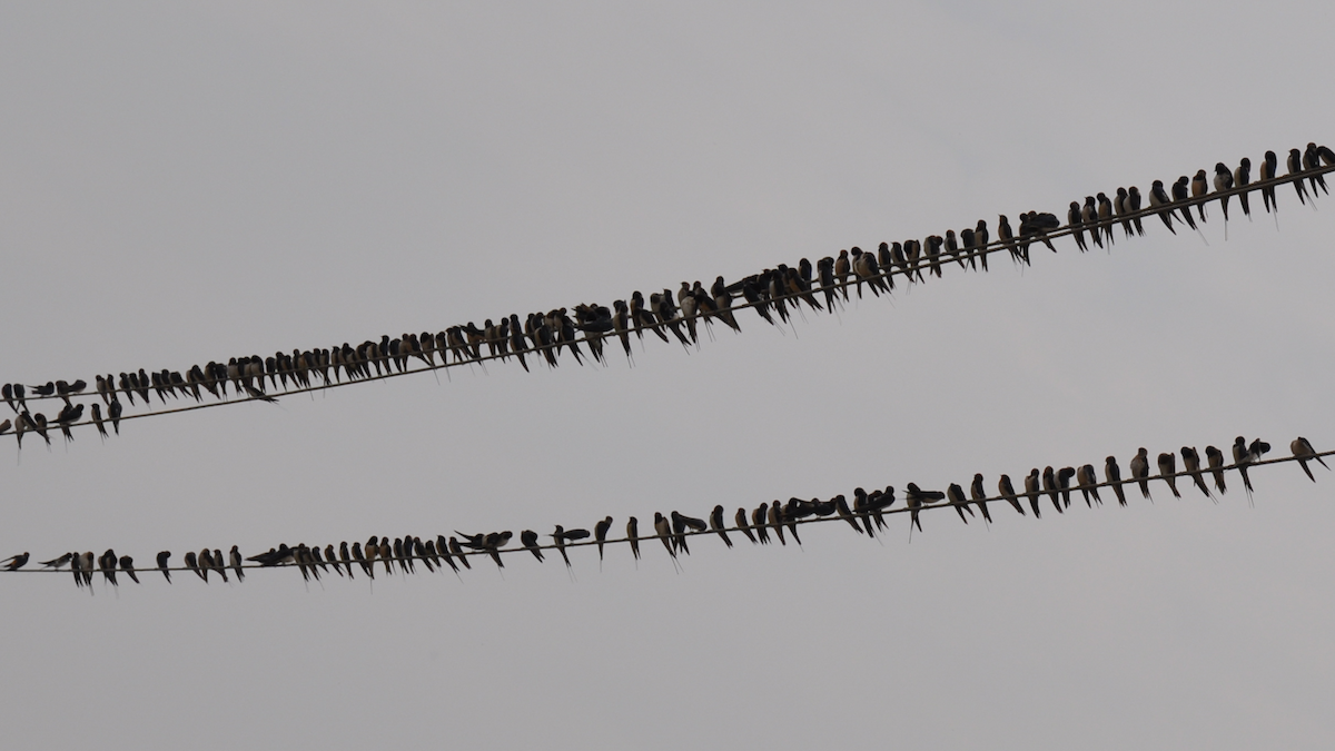 Wire-tailed Swallow - ML524316591