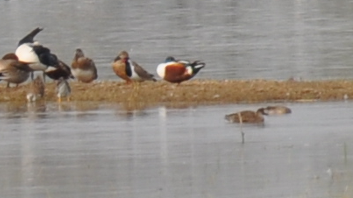 Northern Shoveler - ML524317881