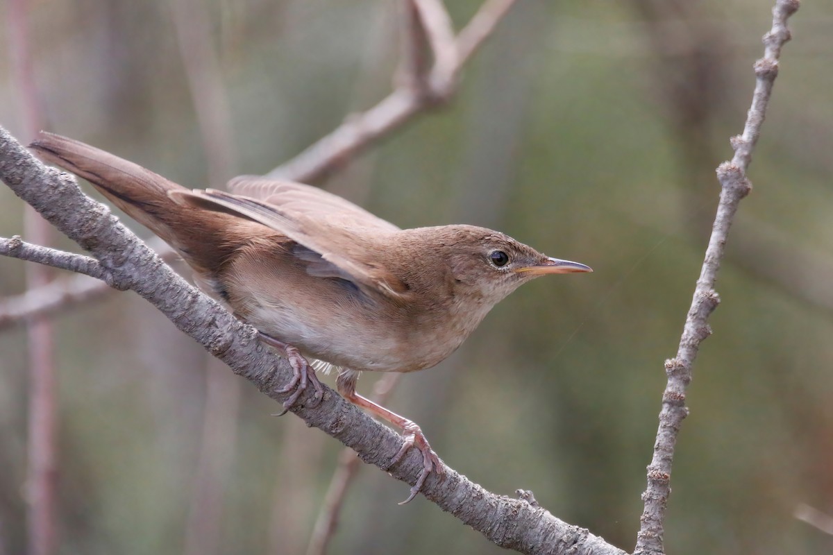 Savi's Warbler - ML524320161