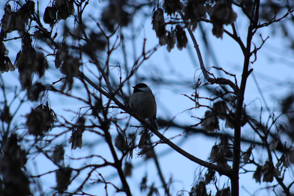 Carolina Chickadee - ML524321501