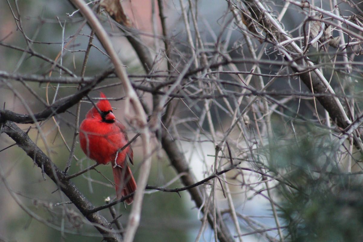 Northern Cardinal - ML524322131