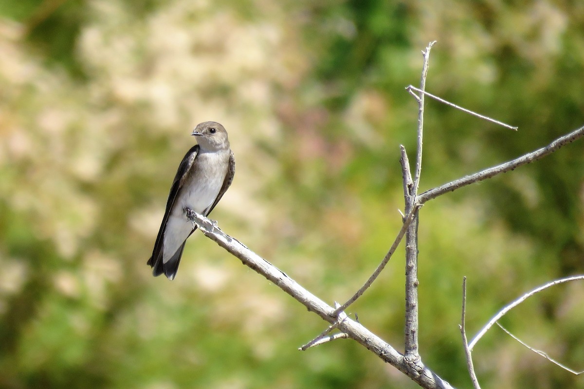 Northern Rough-winged Swallow - Sandy Morrissey