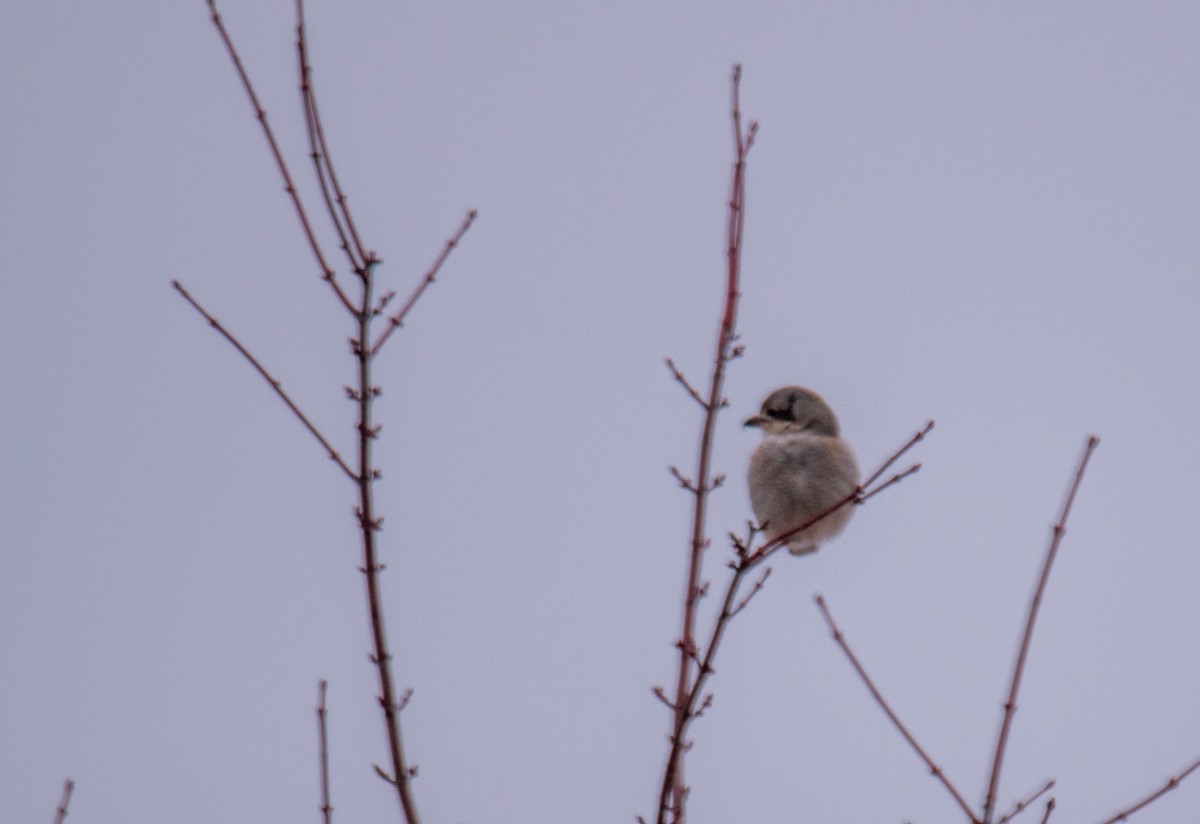 Northern Shrike - ML524324161