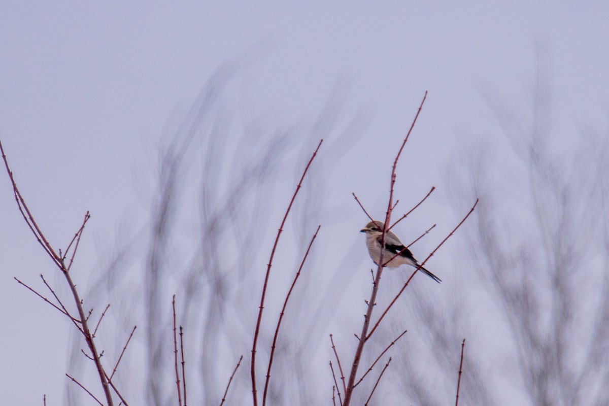 Northern Shrike - Joshua  Vincent