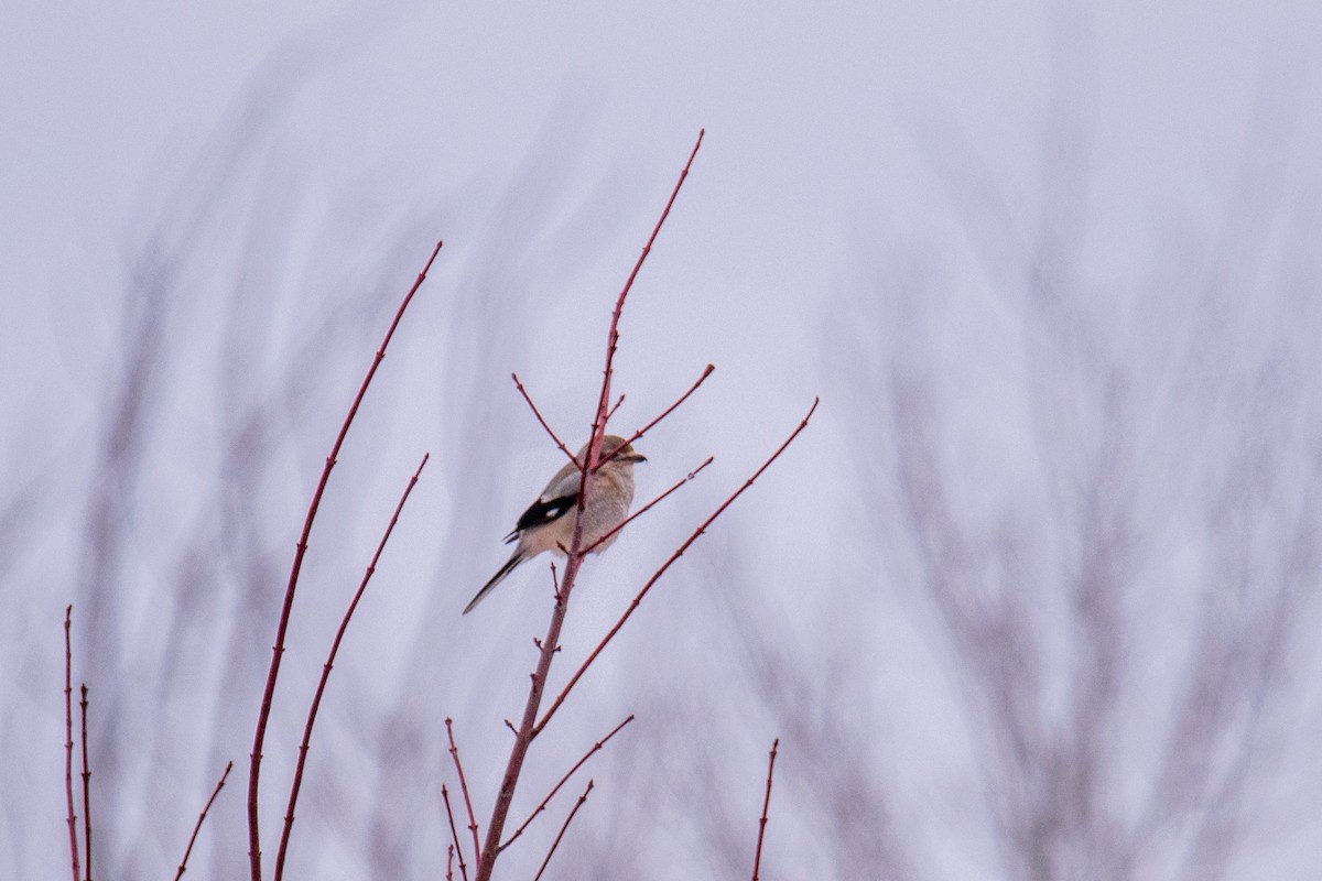 Northern Shrike - ML524324191