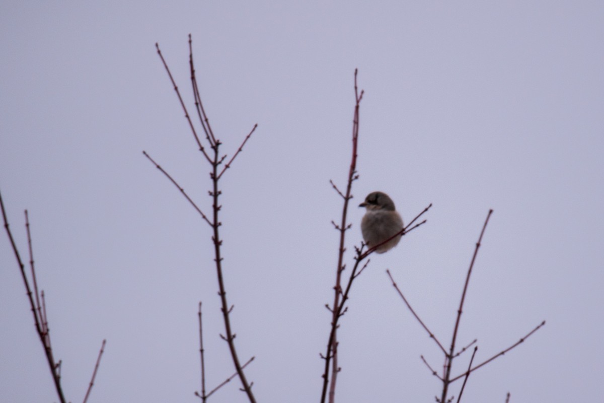 Northern Shrike - Joshua  Vincent