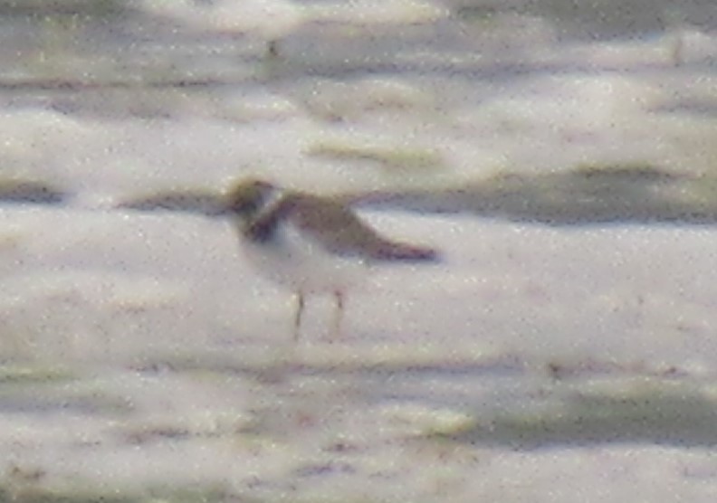 Little Ringed Plover - ML524324531