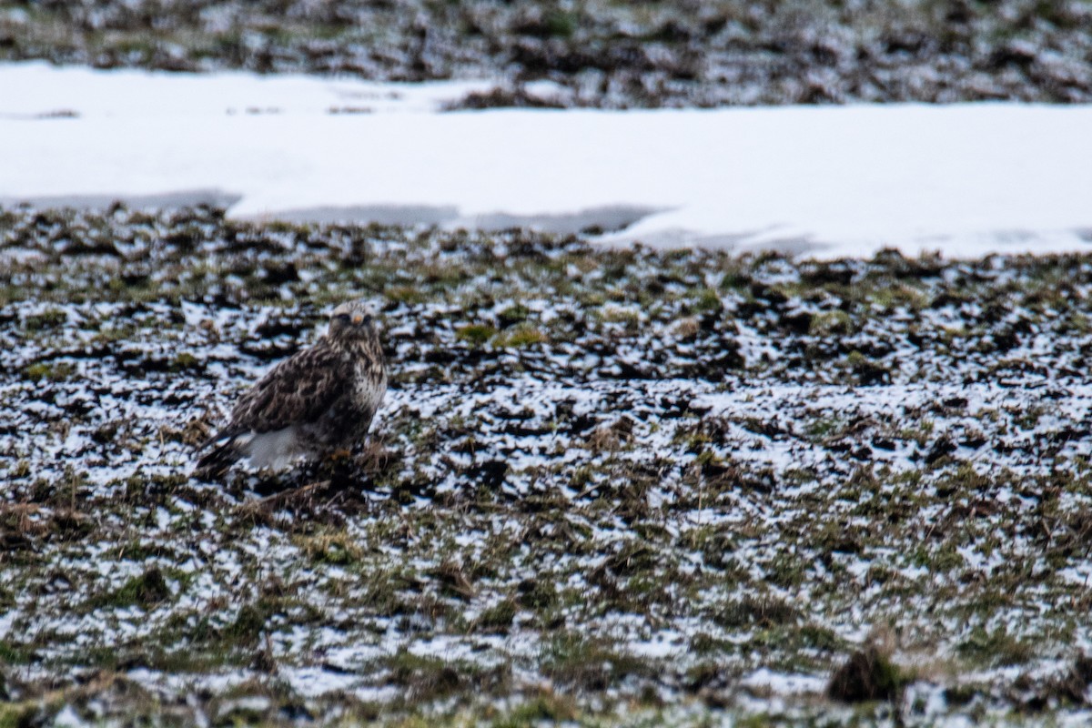 Rough-legged Hawk - Joshua  Vincent