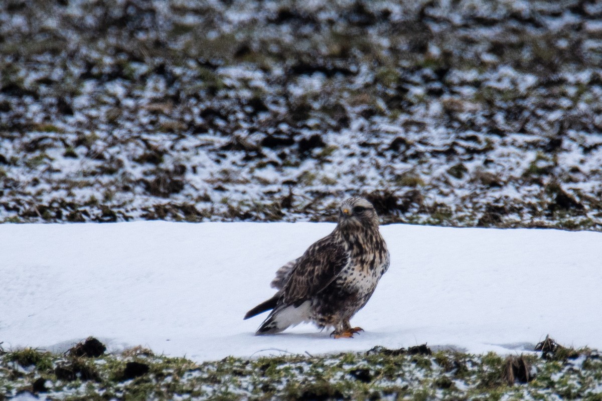 Rough-legged Hawk - Joshua  Vincent