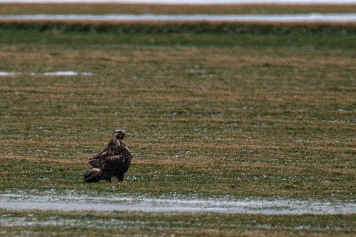 Rough-legged Hawk - ML524325131