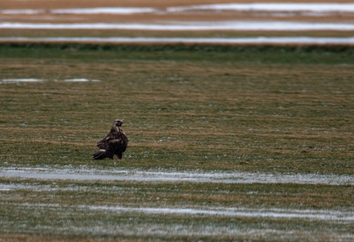 Rough-legged Hawk - ML524325151