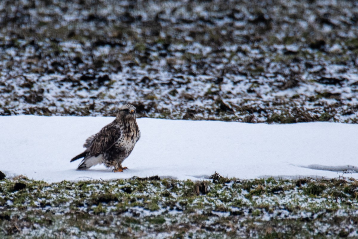 Rough-legged Hawk - ML524325161