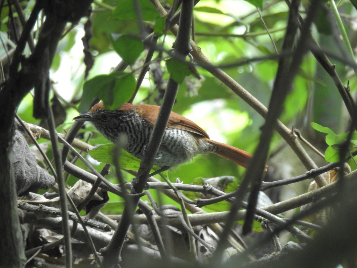 Bar-crested Antshrike - ML52432641