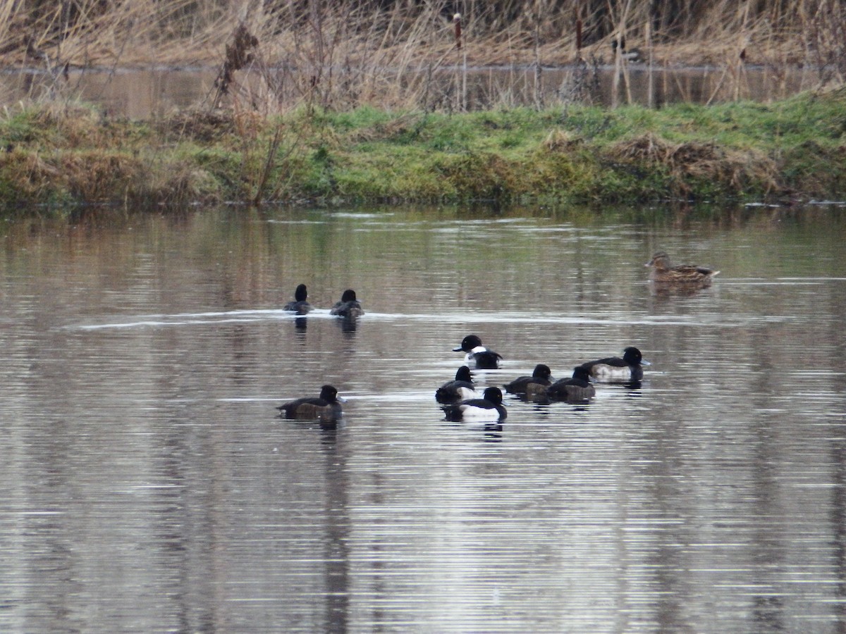 Tufted Duck - ML524326501
