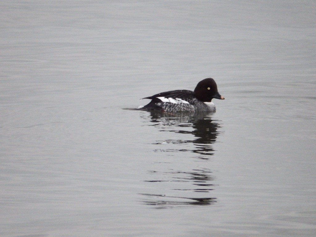 Common Goldeneye - ML524326751