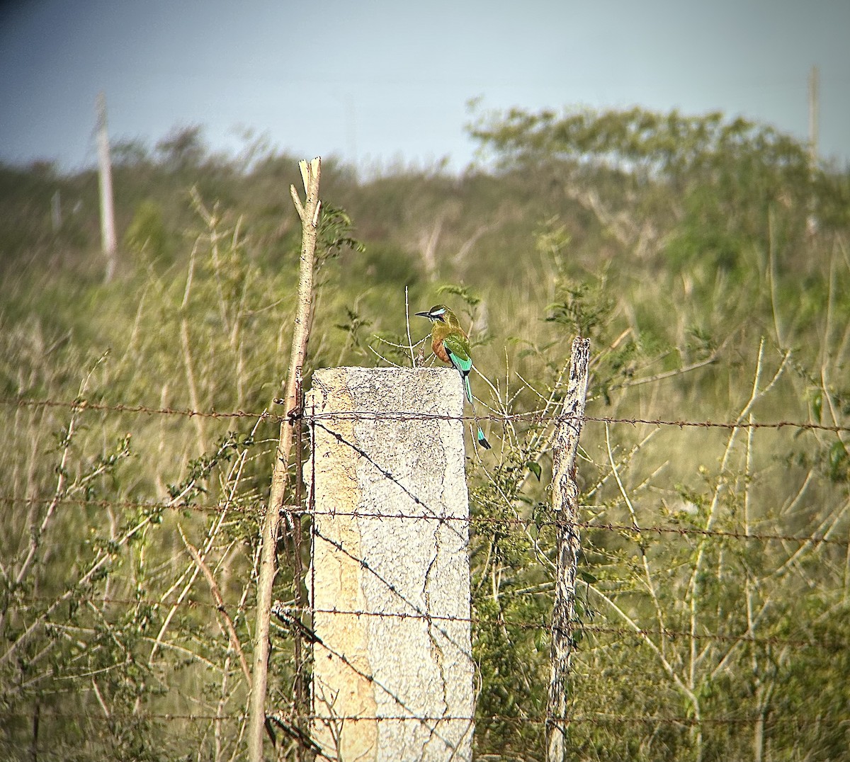 Turquoise-browed Motmot - ML524326941