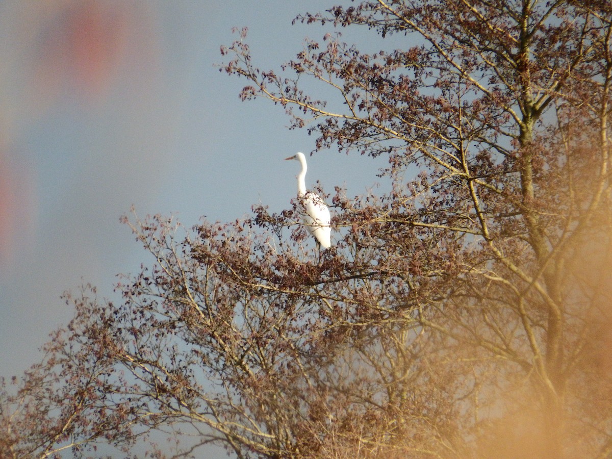 Great Egret - ML524326961