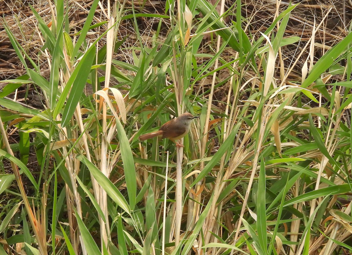 Tawny-flanked Prinia - Julien Birard