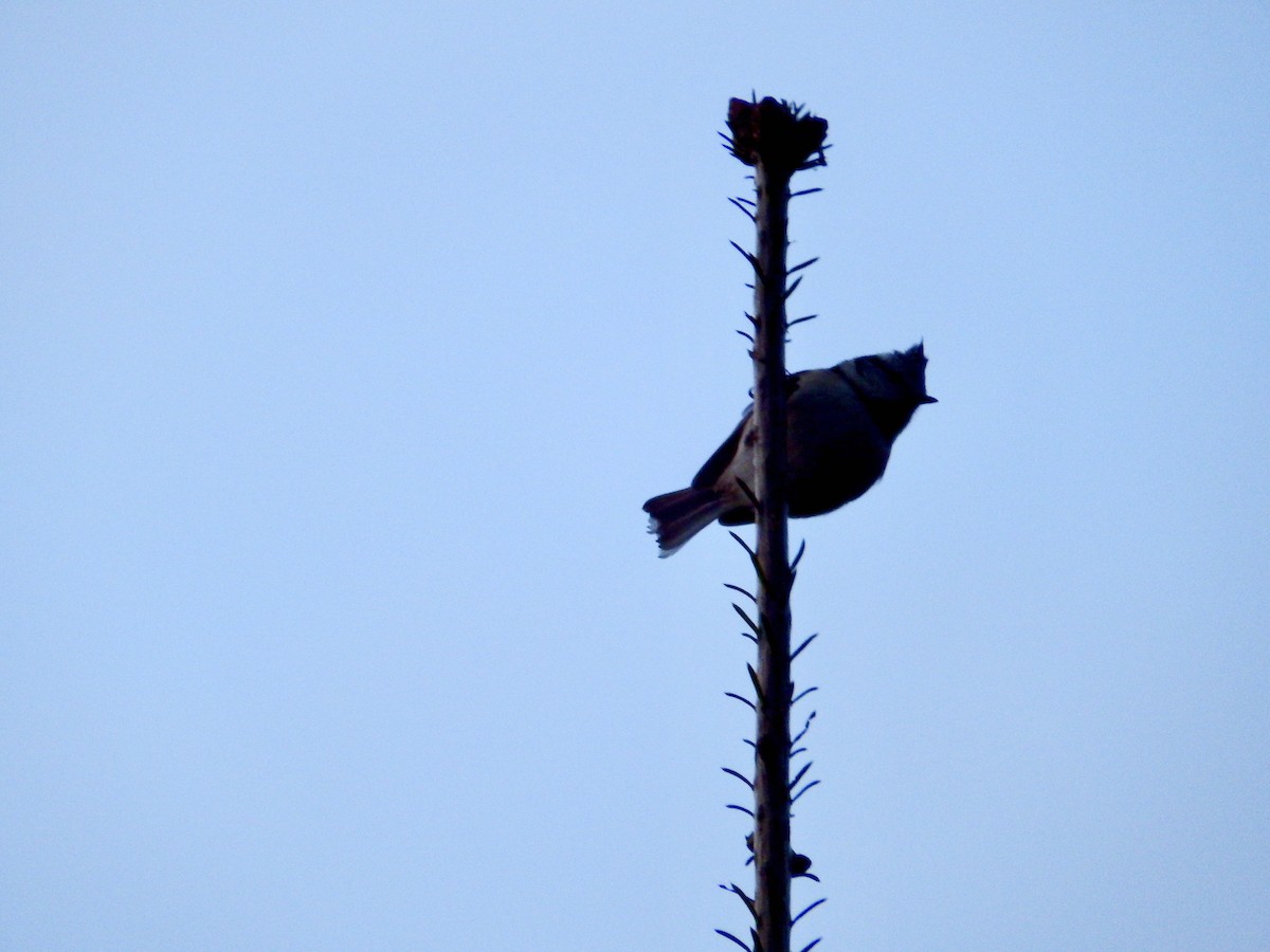 Crested Tit - ML524327091