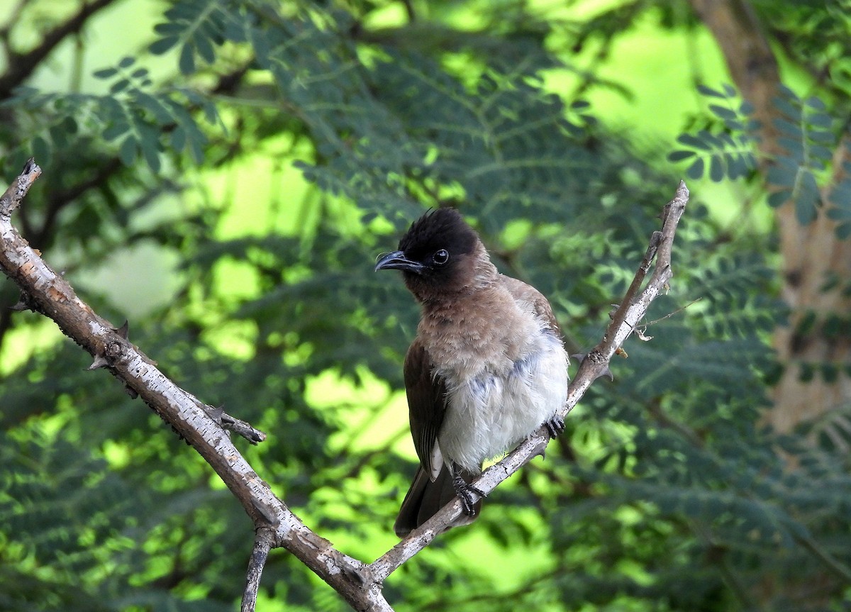 Bulbul Naranjero (grupo tricolor) - ML524327231