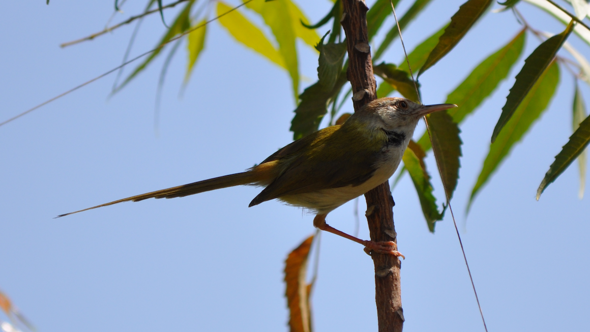 Common Tailorbird - ML524327751