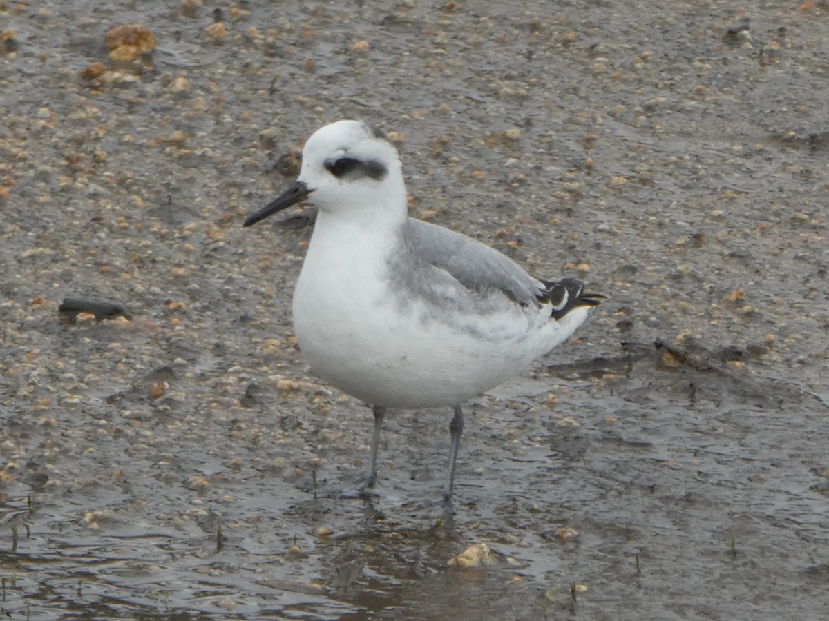 Red Phalarope - ML524328231