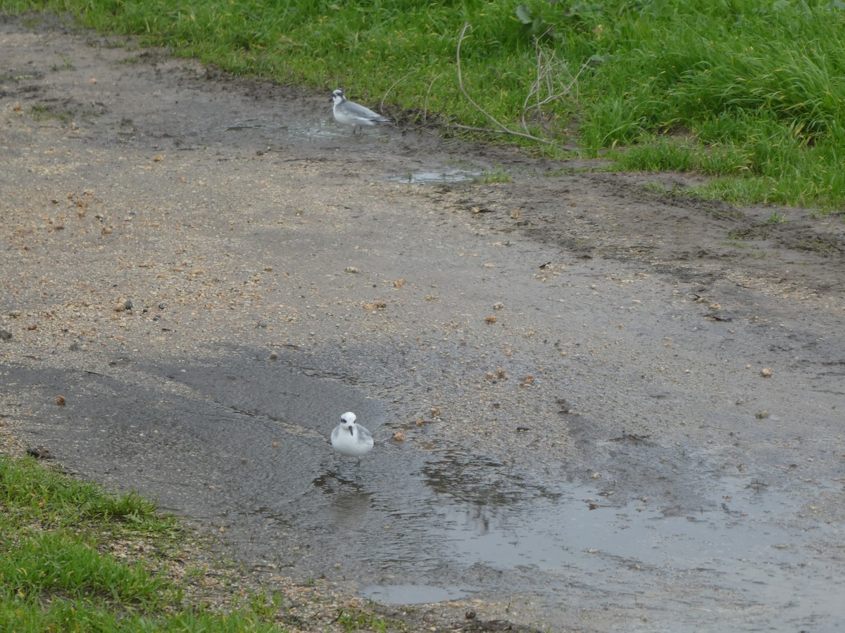 Red Phalarope - ML524328241