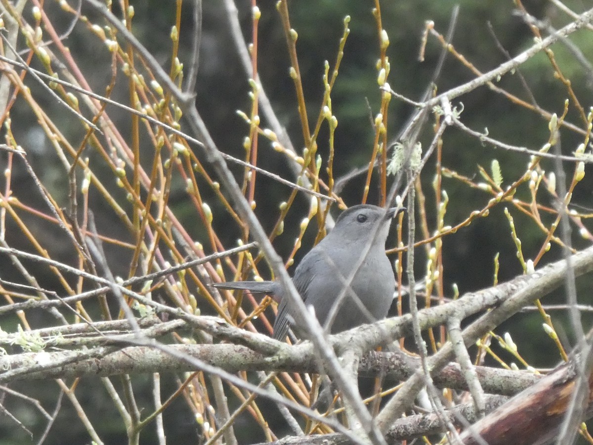 Gray Catbird - ML524328341