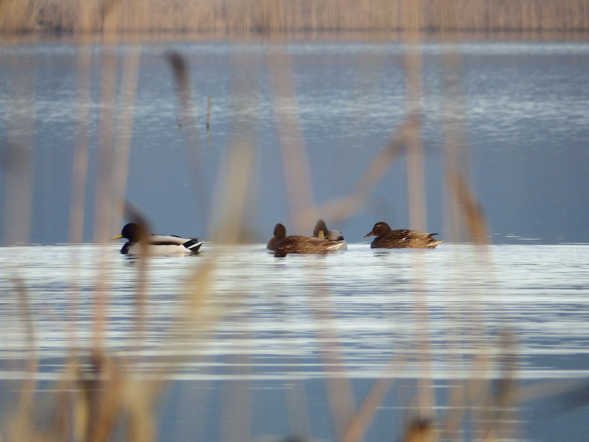 Mallard - ML524328641