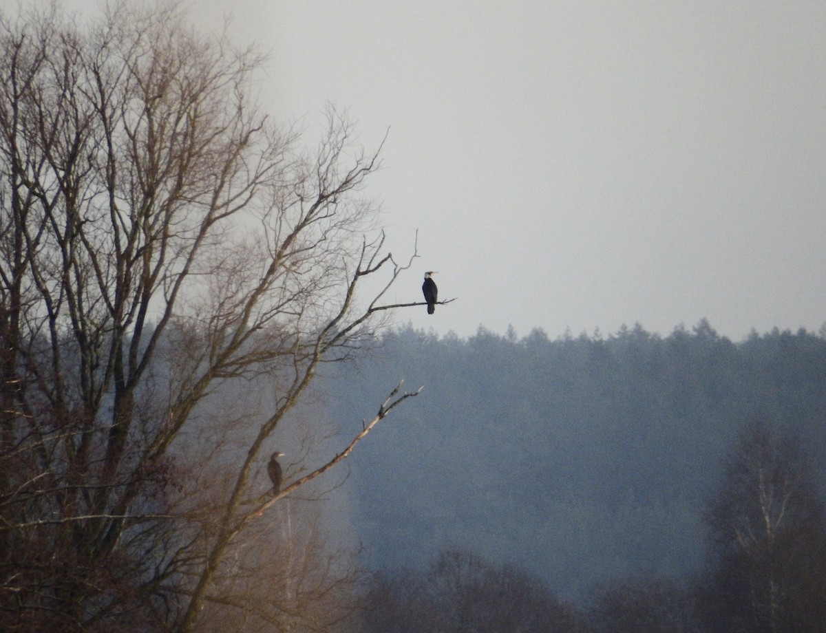 Great Cormorant - ML524328701