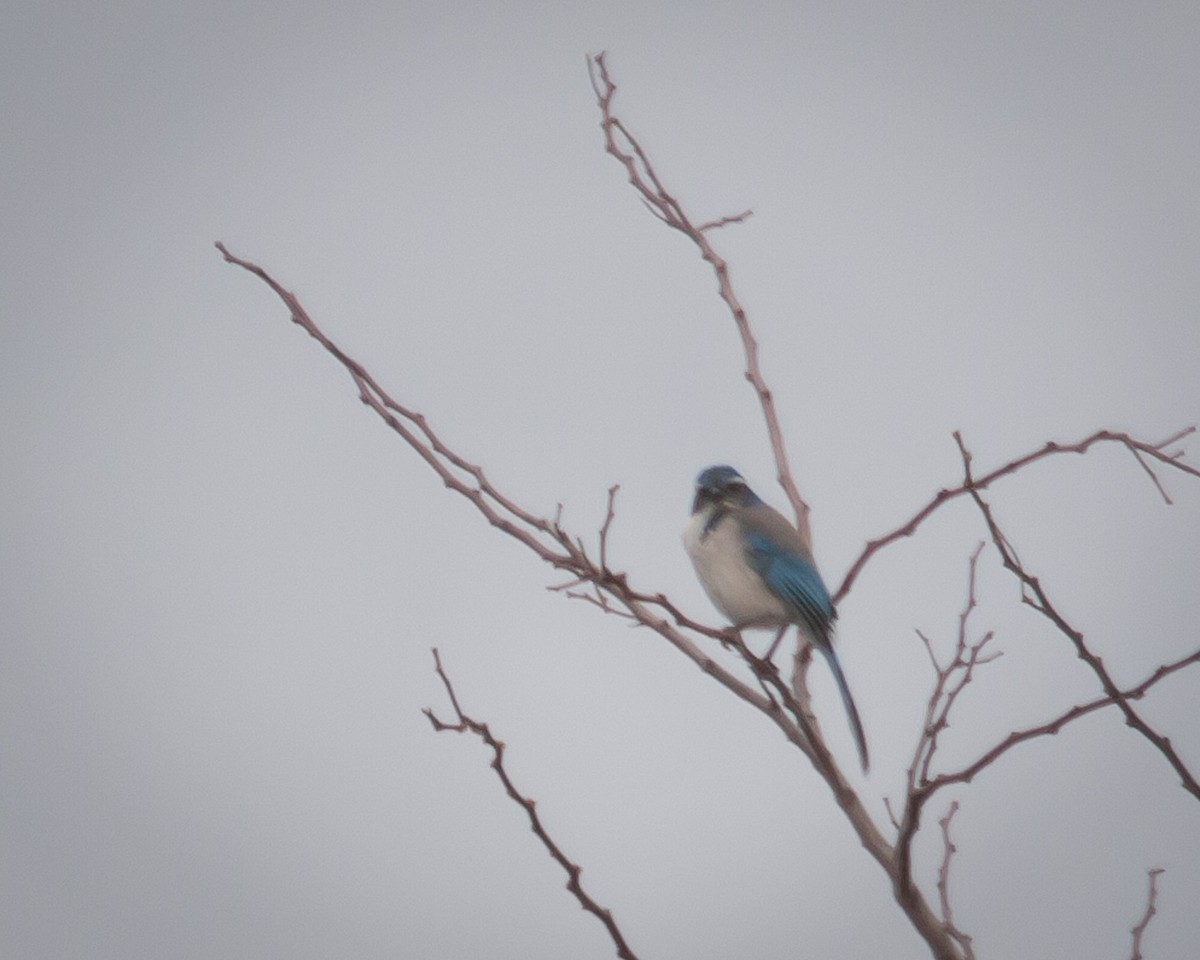 California Scrub-Jay - ML524328791