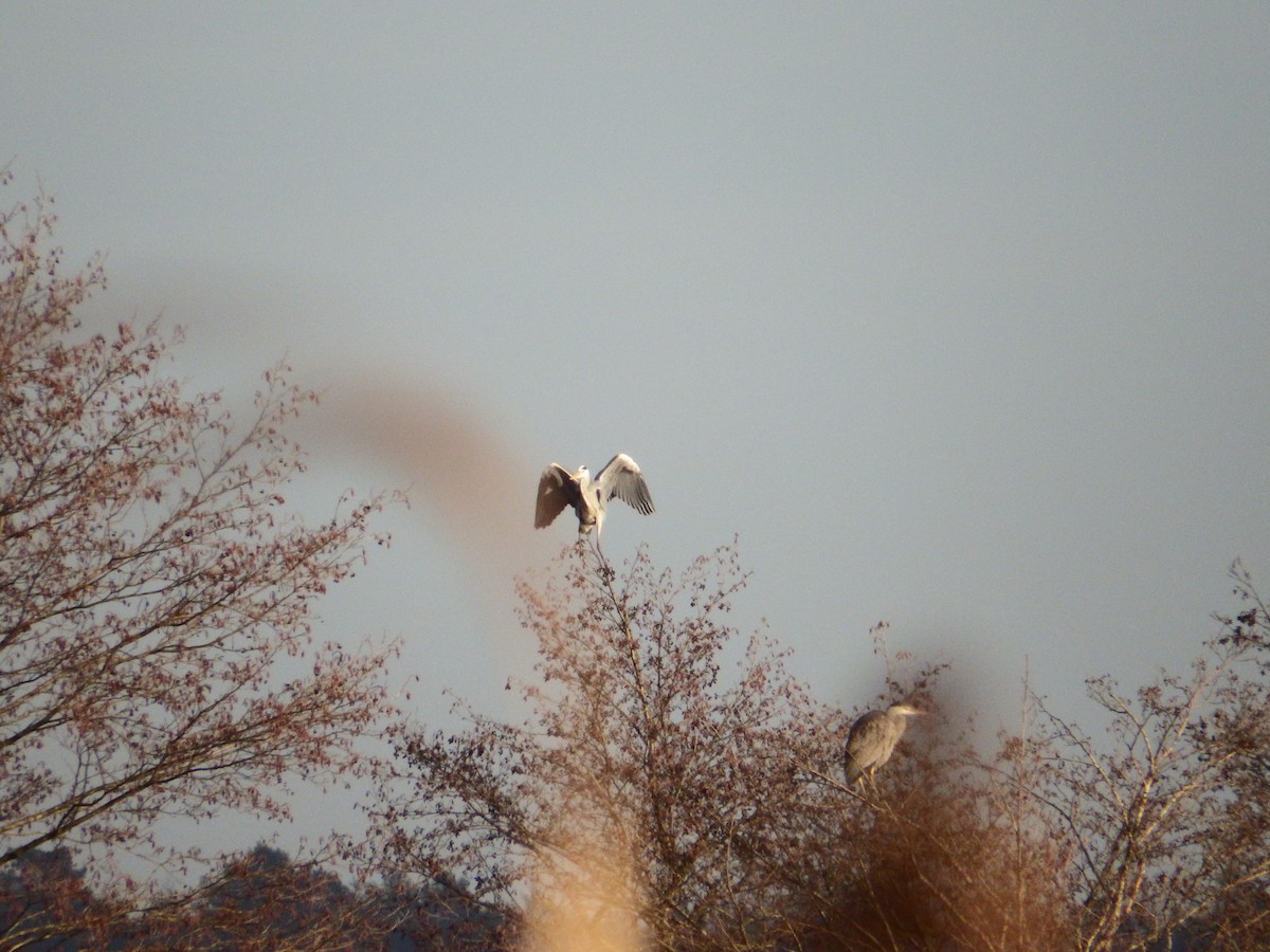 Gray Heron - ML524328841