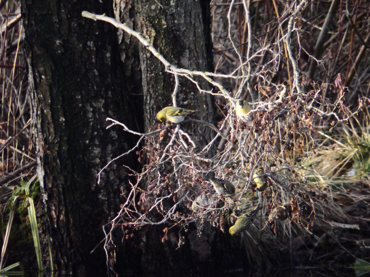 Eurasian Siskin - ML524329131