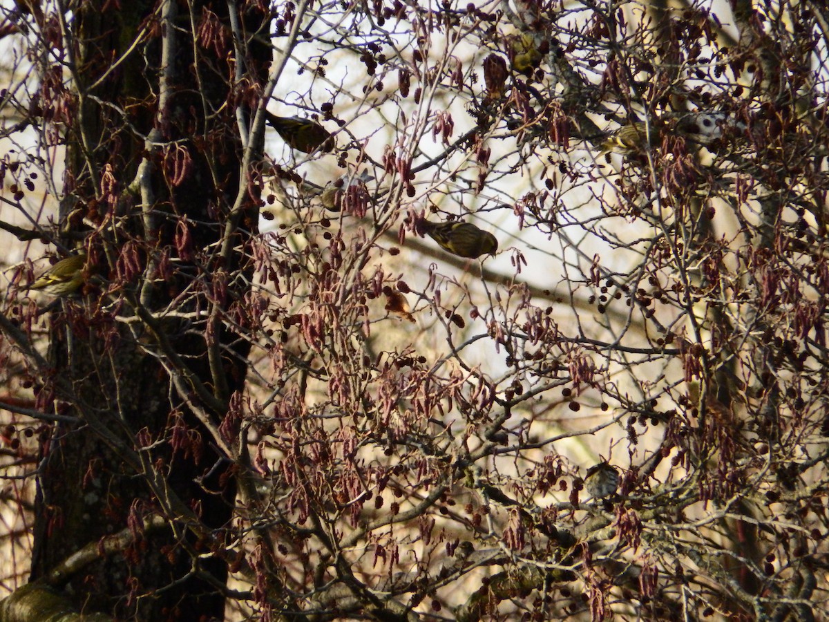 Eurasian Siskin - ML524329241