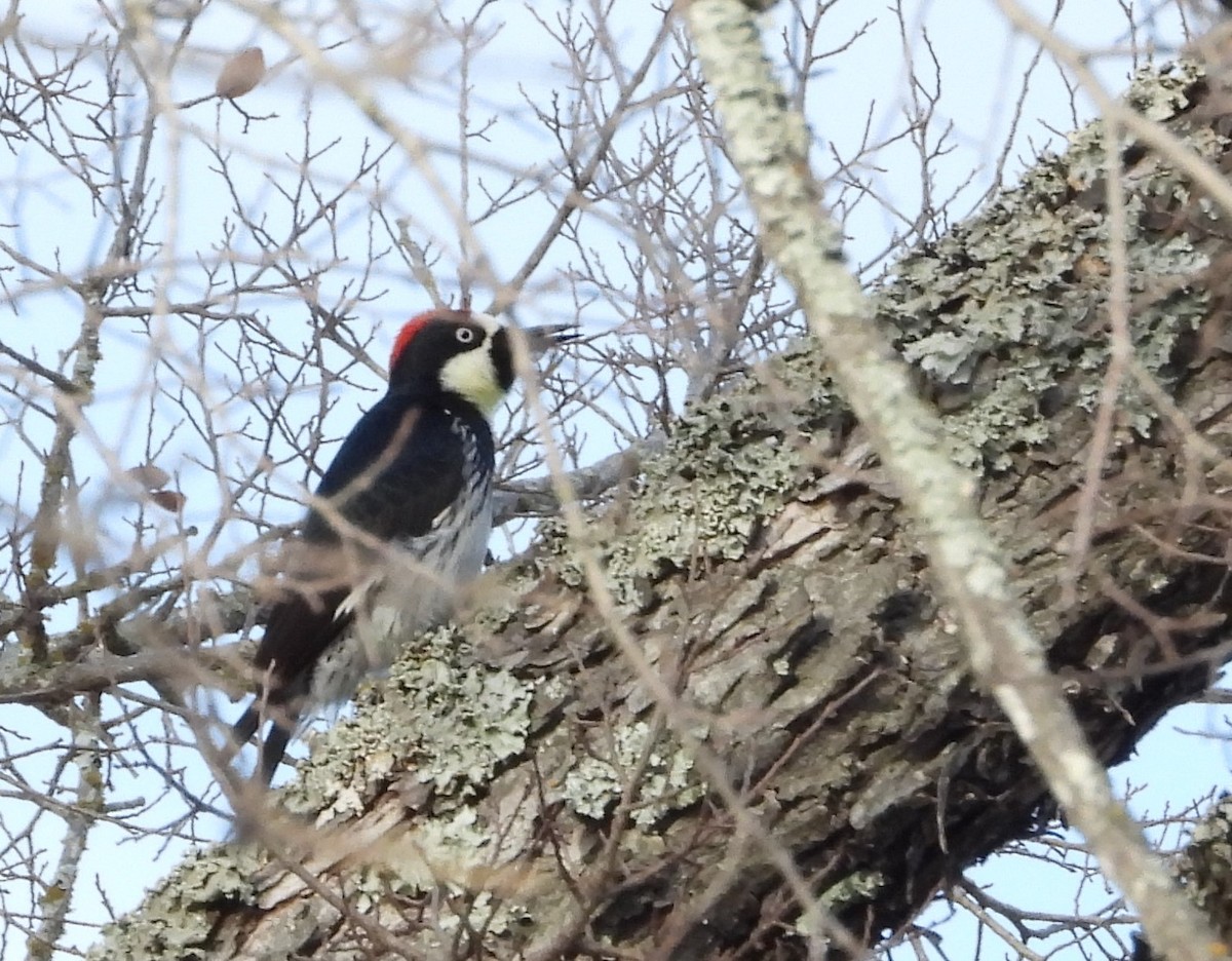 Acorn Woodpecker - ML524329411