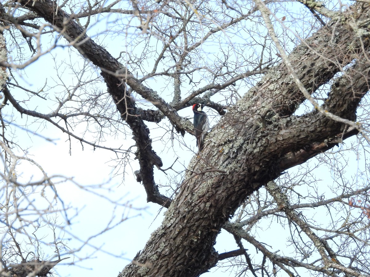 Acorn Woodpecker - ML524329441