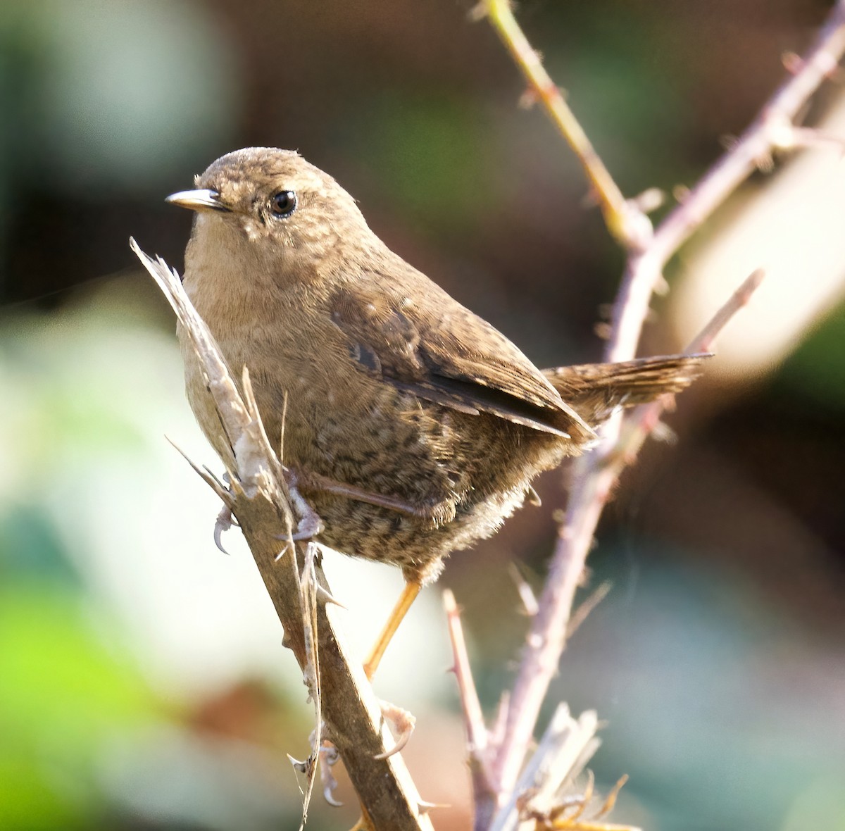 Pacific Wren - ML524330561