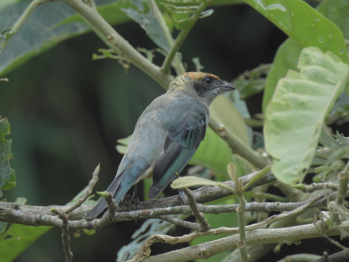 Scrub Tanager - ML52433161