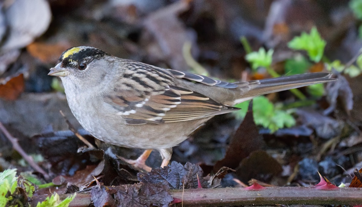 Golden-crowned Sparrow - ML524333251