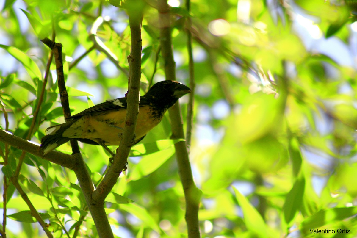 Black-backed Grosbeak - Valentino Ortiz