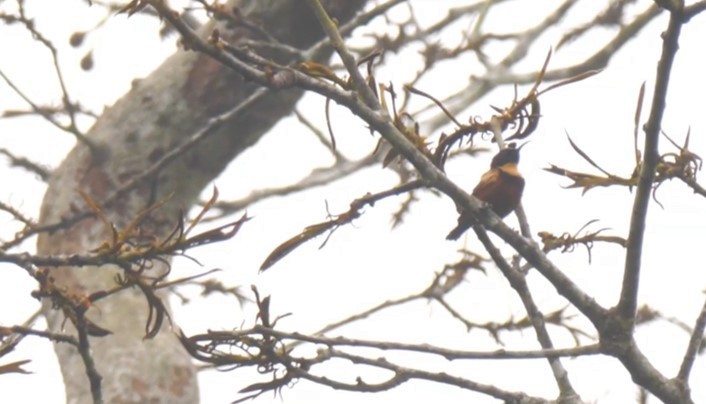 Buff-throated Sunbird - Josep del Hoyo